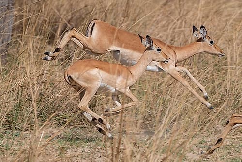 Zambia, South Luangwa National Park. Impala. Art Print by Cindy Miller Hopkins